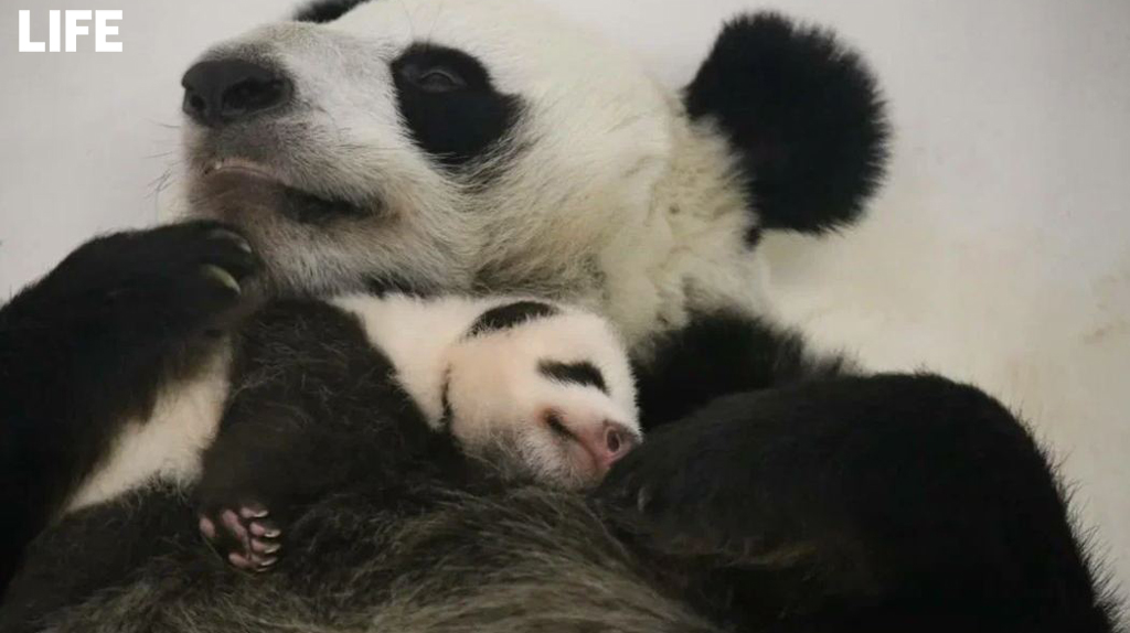 Мама-панда Диндин и её малыш в Московском зоопарке. Фото © LIFE