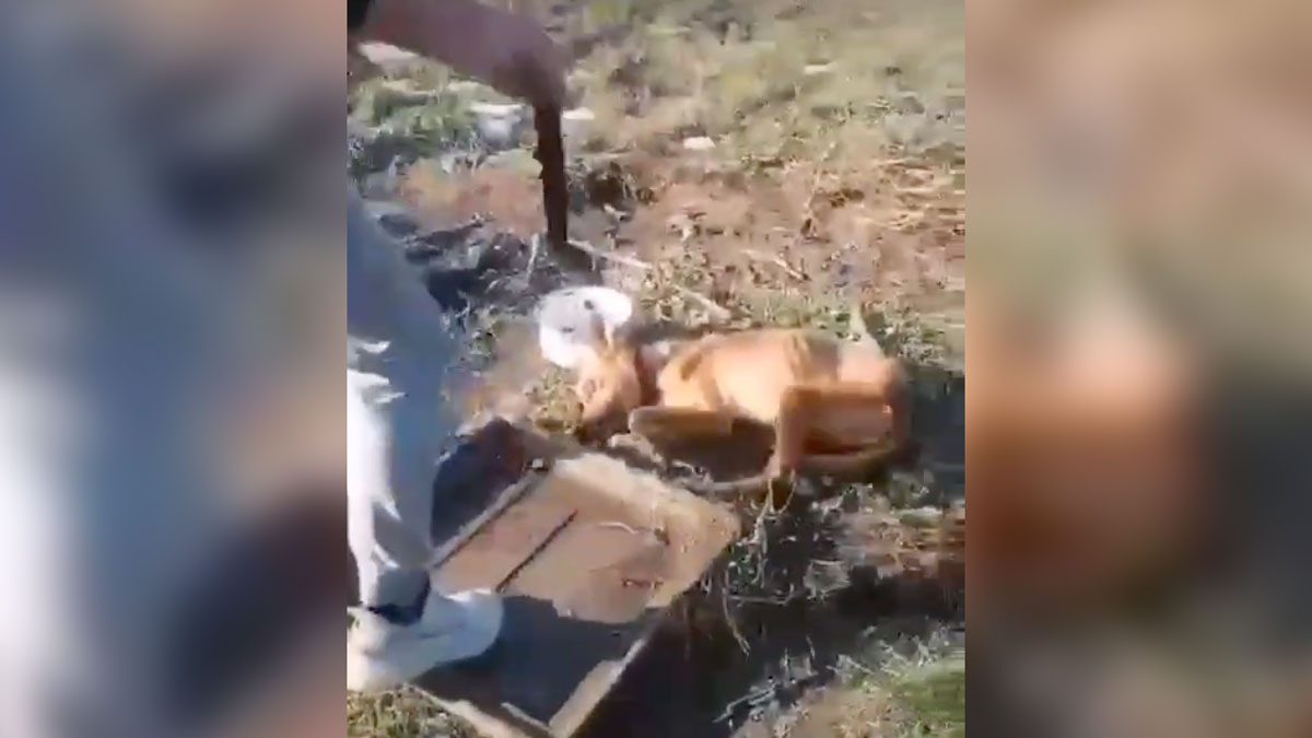 Кадр из видео, на котором 17-летний житель Приморья убивает собаку. Скриншот © Telegram / "Всё обо всём Спасск-Дальний"