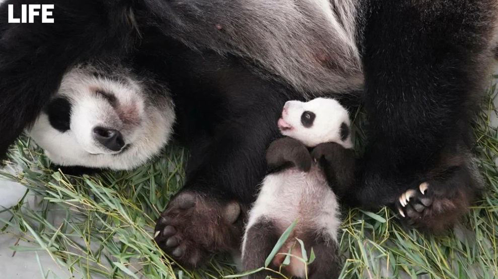 Маленькая панда из Московского зоопарка покрылась шерстью и теперь больше похожа на свою маму. Фото © LIFE