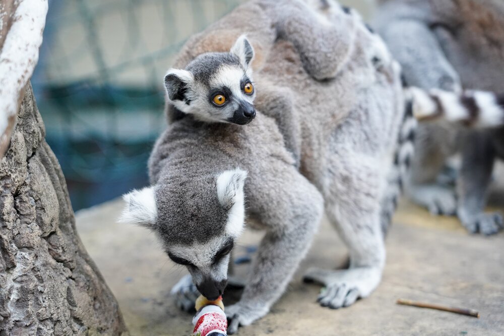 27 октября отмечается Всемирный день лемура. Фото © Агентство "Москва"