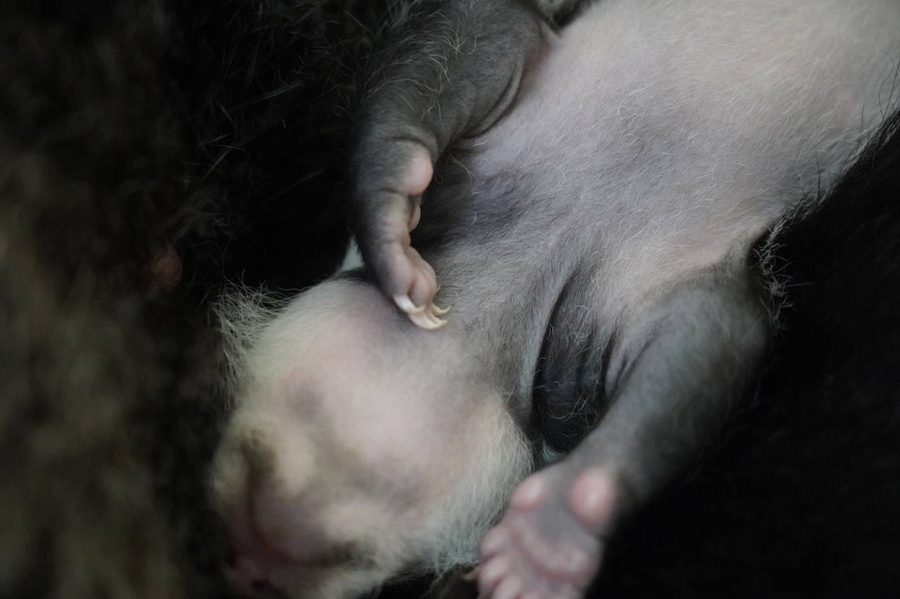 3 недели. Шёрстка детёныша панды Диндин из Московского зоопарка активно темнеет. Фото © T.me / Светлана Акулова