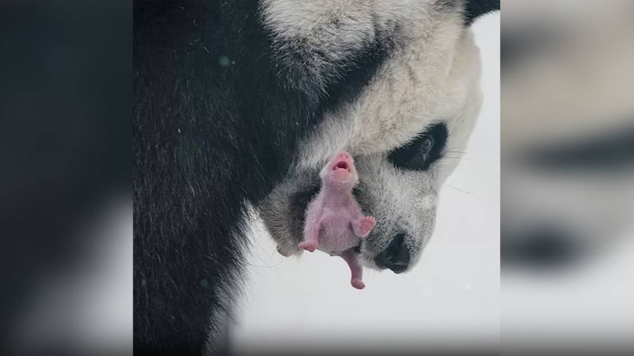 30 августа в Московском зоопарке впервые родился детёныш большой панды. Кадр из видео © T.me / Мэр Москвы Сергей Собянин