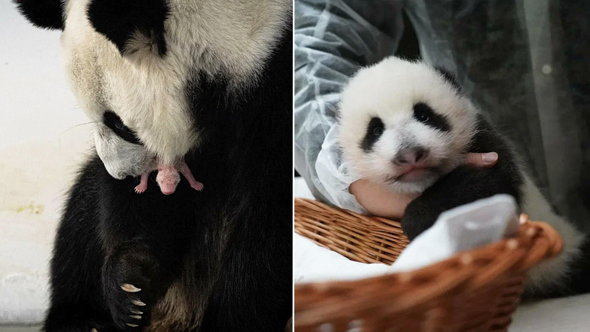 Как выглядит детёныш панды Диндин спустя 2 месяца — эксклюзивные фото из зоопарка