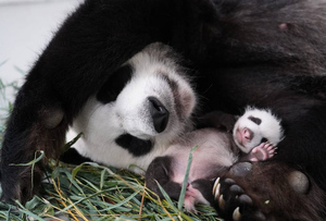33 дня. Сладкий сон панды Диндин и её детёныша. Фото © T.me / Светлана Акулова
