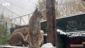 В Московском зоопарке показали, как животные встретили первый снег
