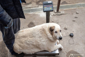 "Не может ходить": В Нижнем Новгороде пытаются спасти пса Кругетса весом 100 кг