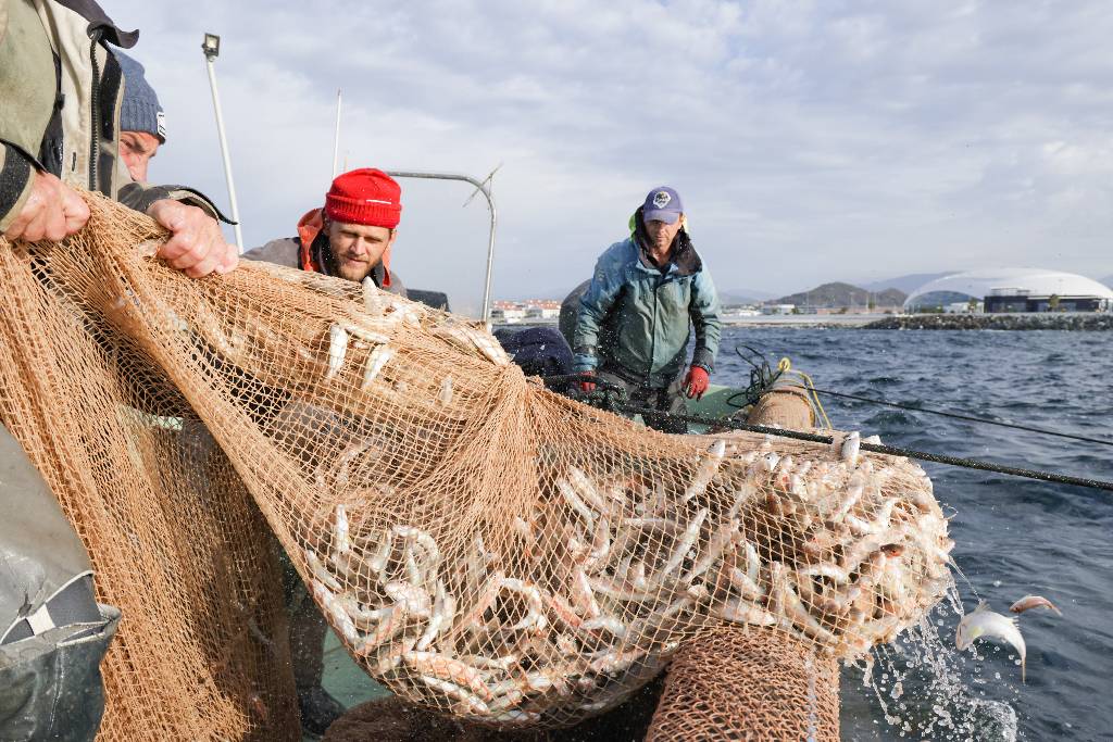 Посол в Норвегии объяснил, как запрет ввоза рыбы поможет производителям РФ