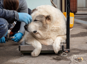 Ветеринар назвала способы уберечь любимую собаку от участи пса Кругетса весом 100 кг