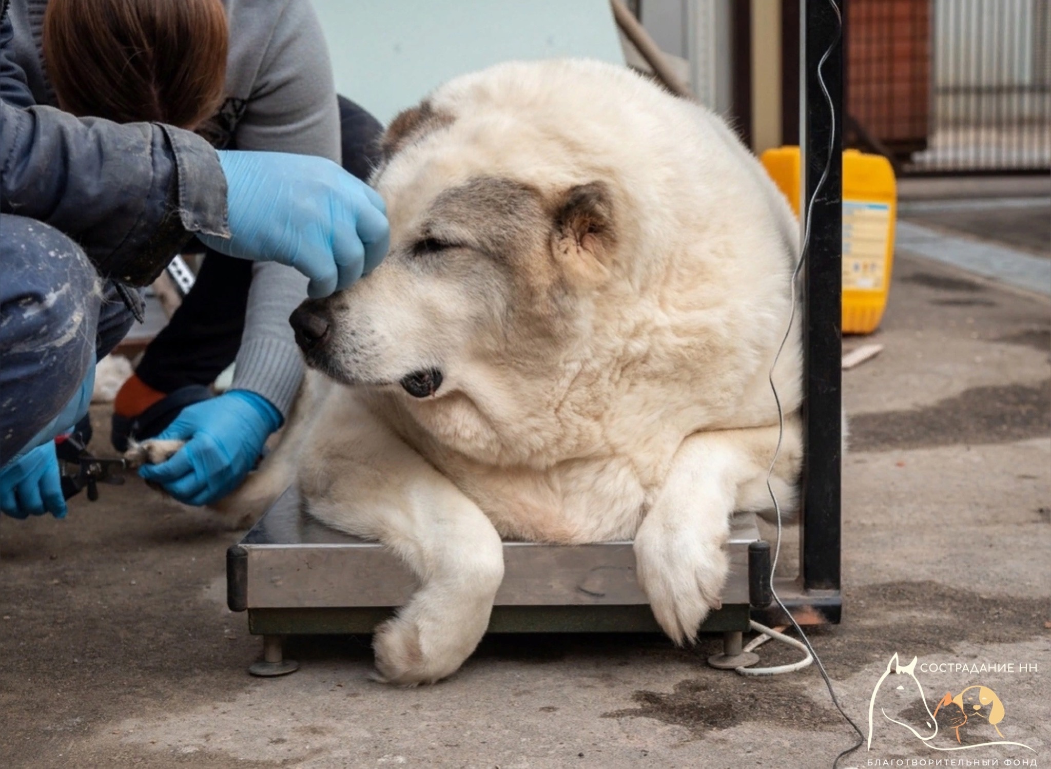 Пёс по кличке Кругетс, который весит почти сто килограммов. Обложка © VK / "Сострадание НН"