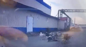 Чудом осталась жива: Нападение стаи бродячих собак на жительницу Нижневартовска попало на видео
