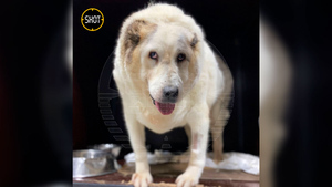 100-килограммового пса Кругетса из Нижнего Новгорода не хотят забирать из приюта