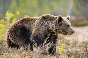 Медведь загрыз рыбака в Приморском крае