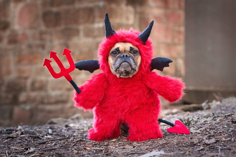 Смертельный наряд: Названы запретные для собак костюмы на Хэллоуин