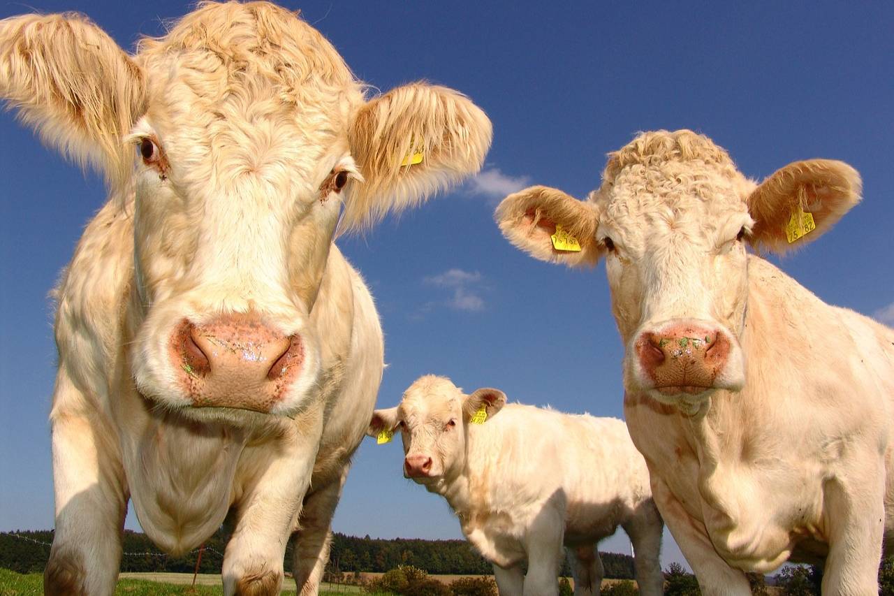 Американские фермеры разрисовали пенисами соседских коров и попали под суд