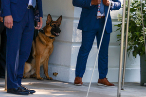 Любимого пса Байдена выгнали из Белого дома после инцидентов с укусами