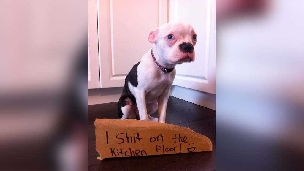 Надпись: "Я накакал на полу кухни". Фото © Reddit / stevemoustache