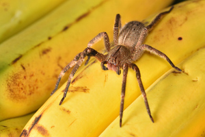 Ядовитых бразильских пауков решили использовать для лечения импотенции