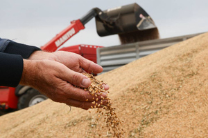 Кабмин установил квоту в 24 млн тонн на вывоз зерна из России