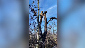 Башкирские бойцы в зоне СВО сняли с дерева кота, застрявшего в банке