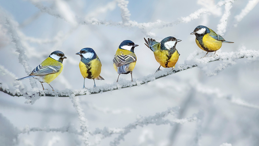 12 ноября отмечается Синичкин день. Фото © Shutterstock