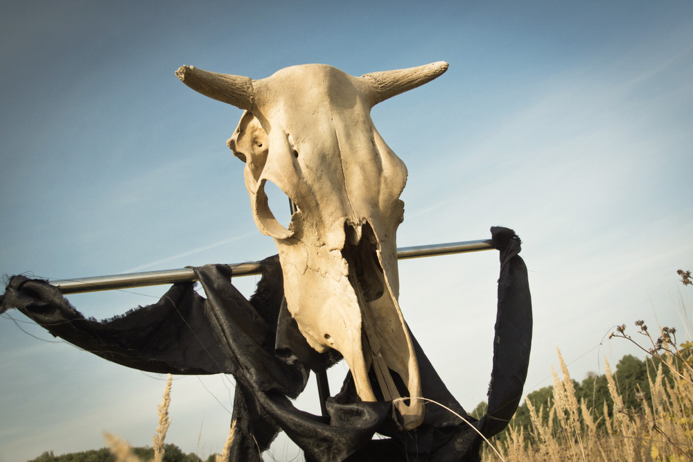 Чем лечились на Руси? Фото © Shutterstock