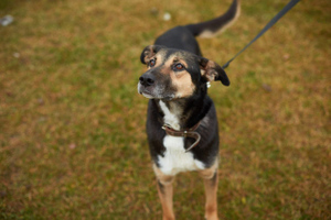 В Москве пройдёт фестиваль, на котором можно приютить собаку или кошку