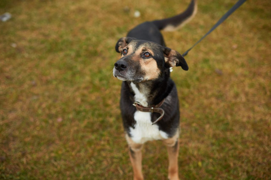 Собака Бруна, которую приютили на одном из фестивалей WOOF. Фото © Предоставлено Лайфу