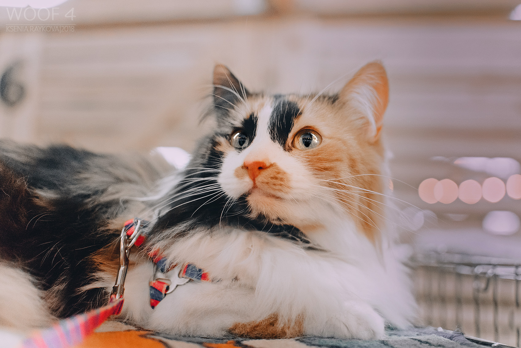 Фото © Предоставлено Лайфу