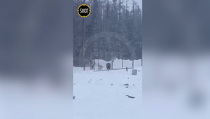 "Он его грызёт": Атака разъярённого медведя на работников месторождения в Якутии попала на видео