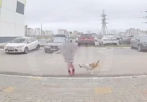 В Калуге чересчур самостоятельный стаффорд едва не разодрал маленькую девочку