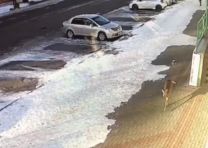 В Благовещенске объявили награду за беглую косулю