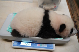 "Вместе с хвостиком": Малышка-панда за месяц потолстела вдвое и почти перестала пугать ветеринаров