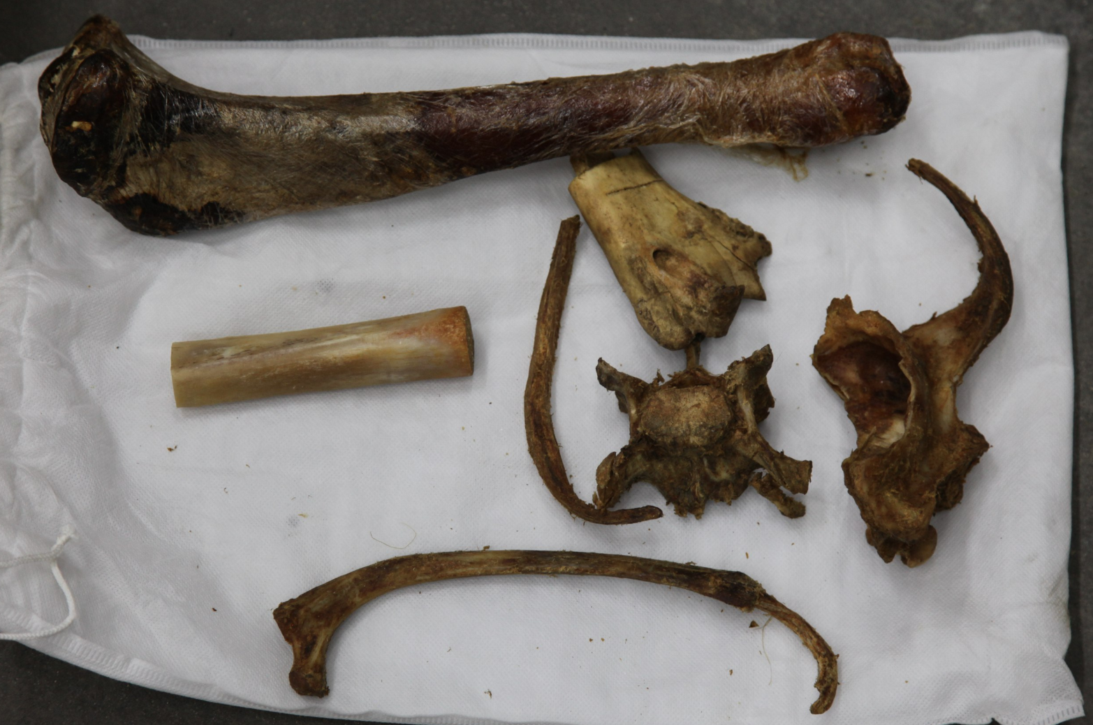 На Дальнем Востоке пресечена контрабанда рогов сайгака и костей амурских тигров. Фото © t.me / ФТС России