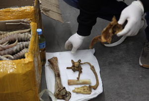 Контрабандисты пытались вывезти из России в Китай кости тигра и рога сайгака