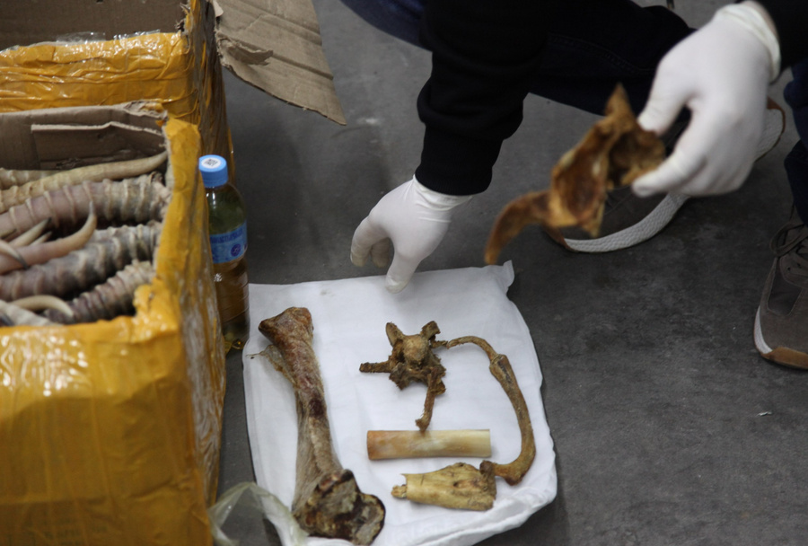 На Дальнем Востоке пресечена контрабанда рогов сайгака и костей амурских тигров. Обложка © t.me / ФТС России
