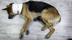 Собака с перерезанным горлом сама пришла за помощью к спасателям в Норильске