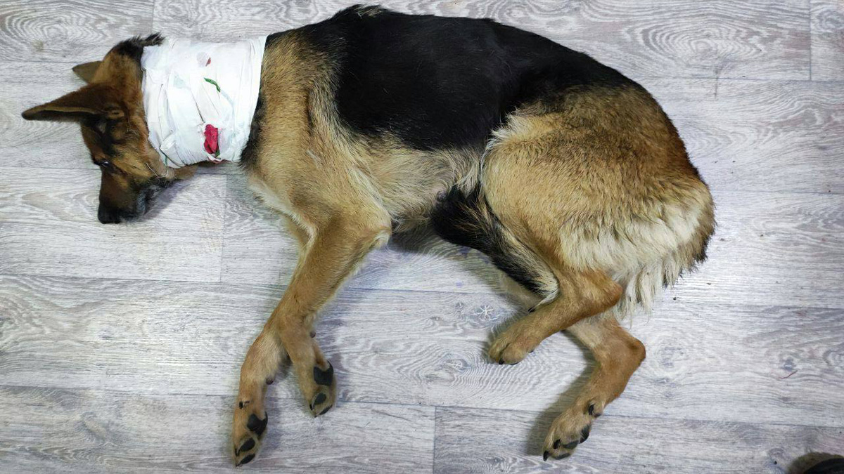 Собака, которой сделали операцию после того, как она пришла с перерезанным горлом к спасателям в Норильске. Фото © Telegram / "Красноярск с огоньком"