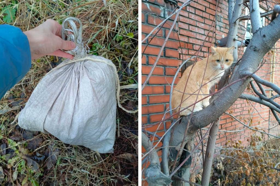 В Новосибирске женщина нашла рыжего кота в туго замотанном мешке. Обложка © NGS.ru