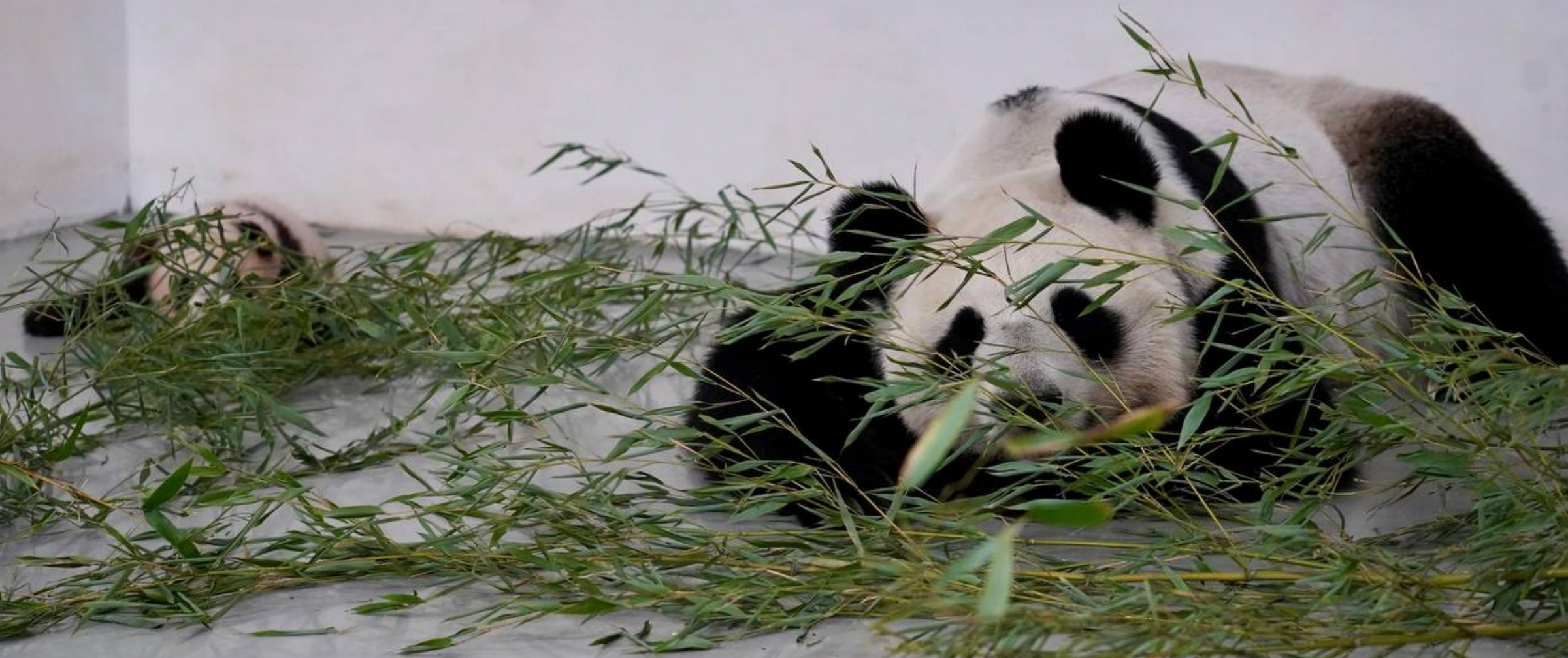 Панда Диндин и её детёныш. Фото © Телеграм-канал Светланы Акуловой