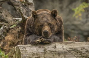 Медведь едва не загрыз защищавшего его берлогу экоактивиста