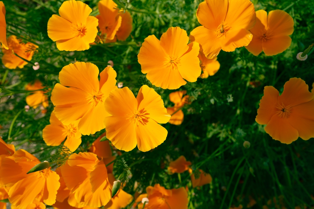 На языке цветов яркая, солнечная эшшольция означает богатство и успех. Фото © Shutterstock