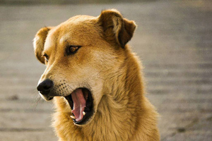 "Приведёт к рекам крови": В ГД раскритиковали закон об эвтаназии для бездомных собак в Бурятии