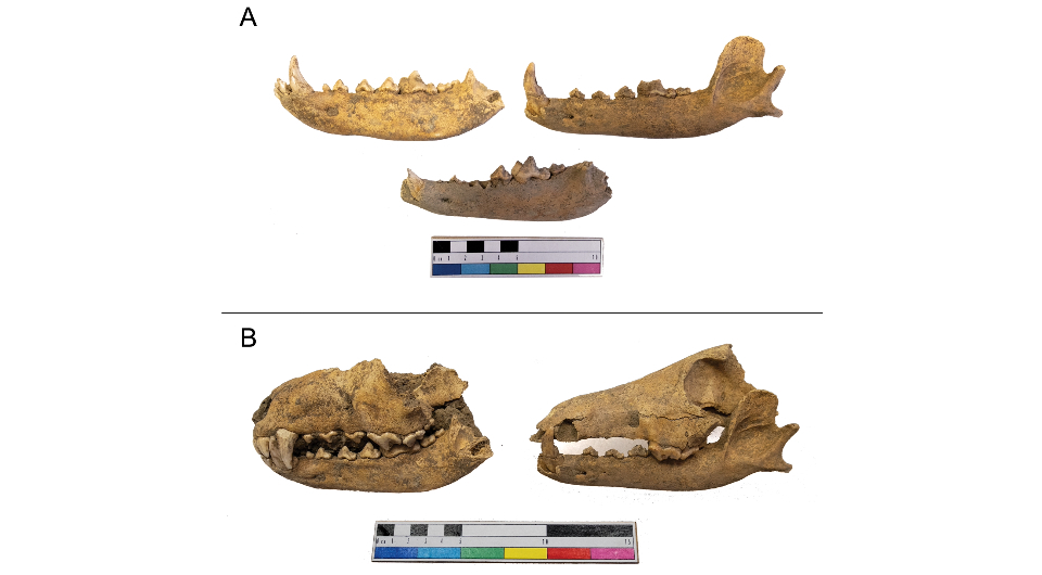 Кости собак эпохи викингов, найденные в Швеции. Фото © Christopher Nichols / European Journal of Archaeology