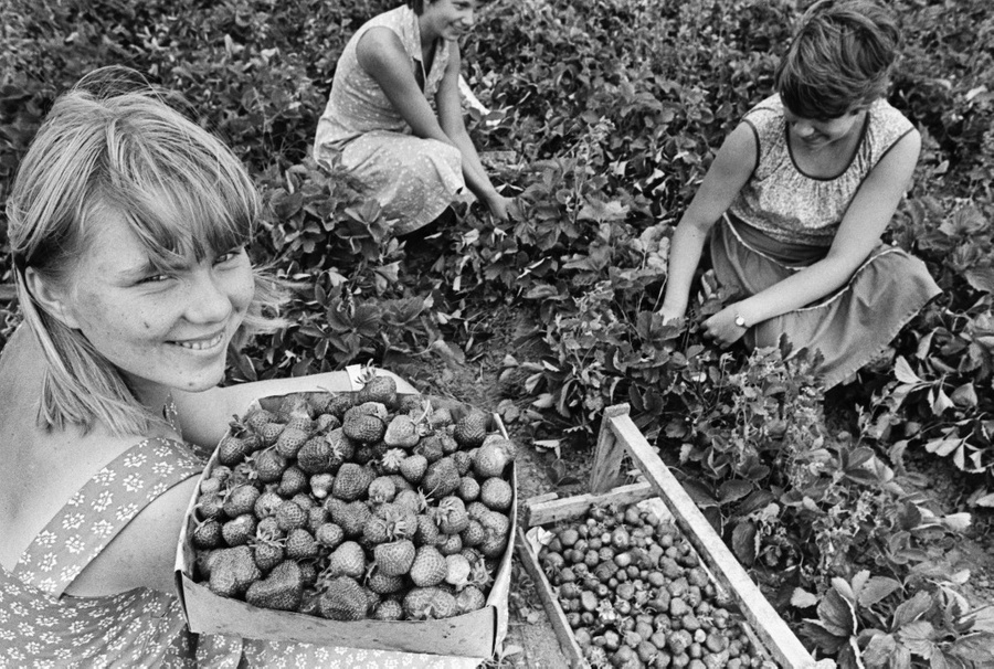 Ещё во времена СССР любители покопаться в грядках могли неплохо заработать. Они разводили клубнику, кроликов, нутрий. Фото © ТАСС / Эндель Таркпеа