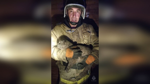 Под Новгородом пожарные спасли спрятавшегося в горящей квартире котика