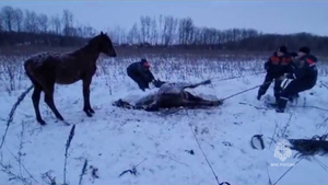 Сотрудники МЧС спасли обессилившую и травмированную лошадь в Хабаровском крае