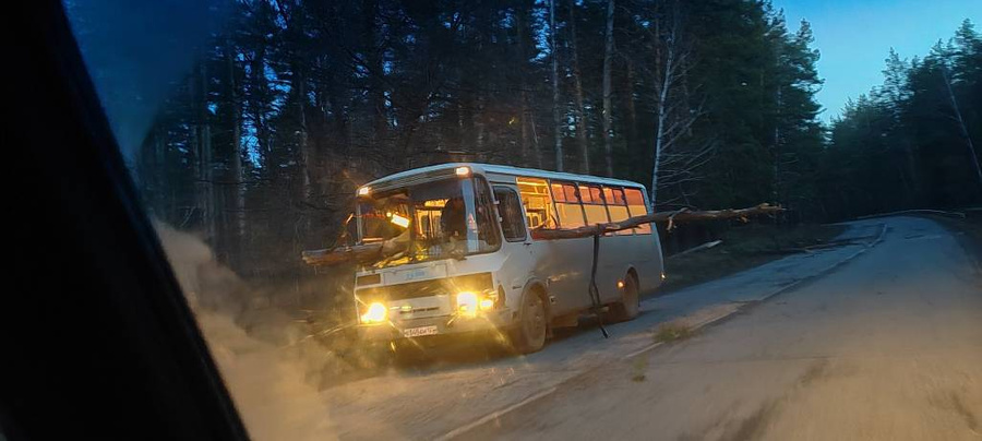 Автобус проткнуло деревом, которое свалил ветер в Алтайском крае. Обложка © Telegram / Инцидент Бийск