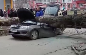 Вырванный ветром огромный тополь упал на машину и убил двоих человек в Новокузнецке