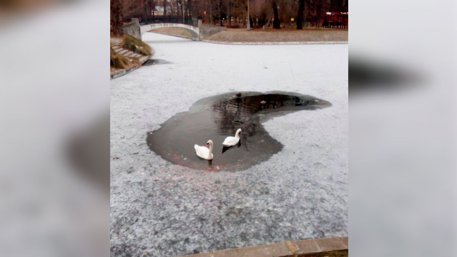 В Москве спасли пару лебедей, застрявших в полынье. Обложка © VK / Плюс Москва