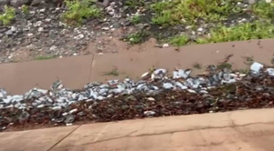 Шокирующее видео: Полчища трупов крыс заполонили австралийский пляж